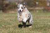 BERGER AUSTRALIEN PUPPIES 235